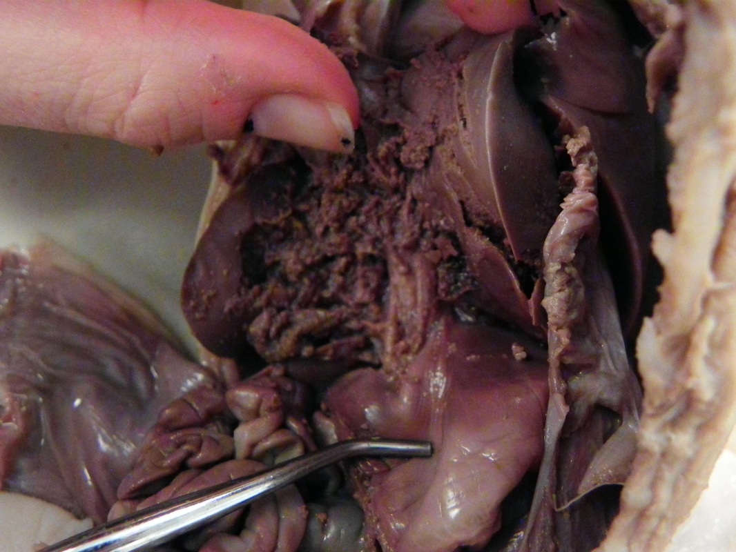Liver - Dissection of a Fetal Pig