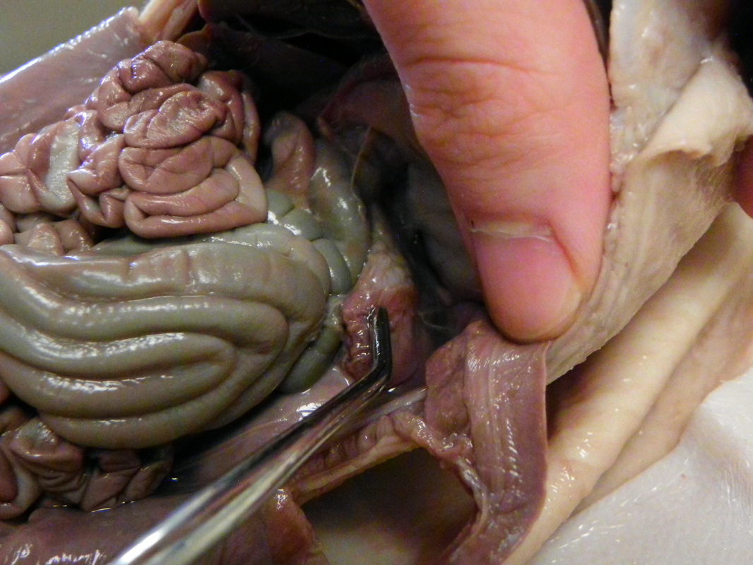 Pancreas - Dissection of a Fetal Pig