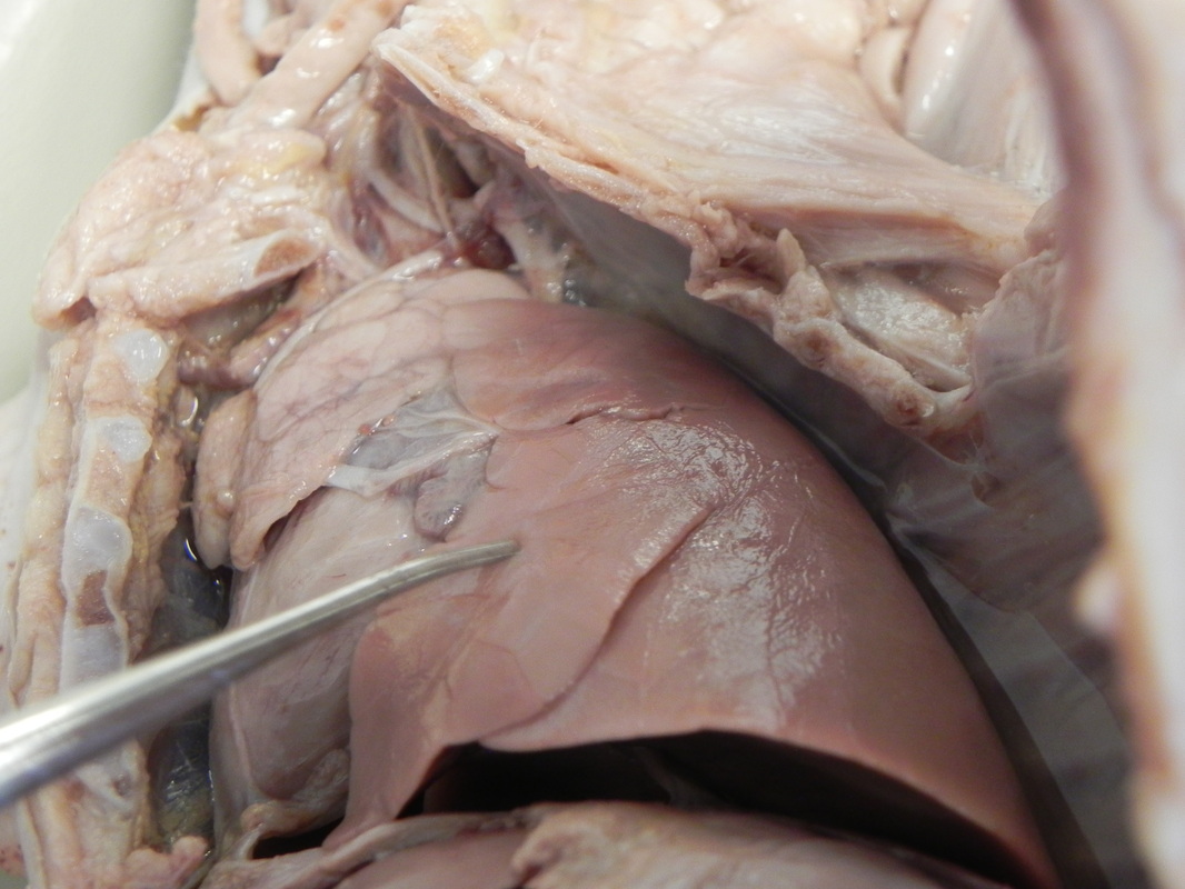 Lungs - Dissection of a Fetal Pig