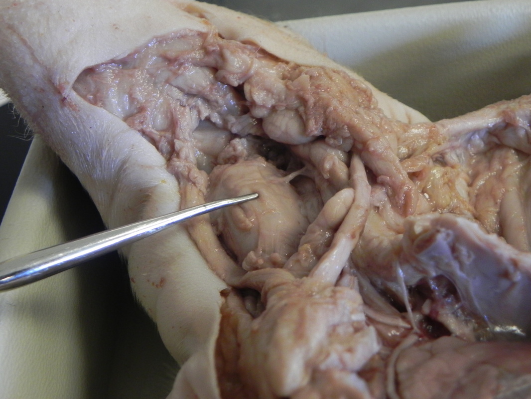 Trachea - Dissection of a Fetal Pig