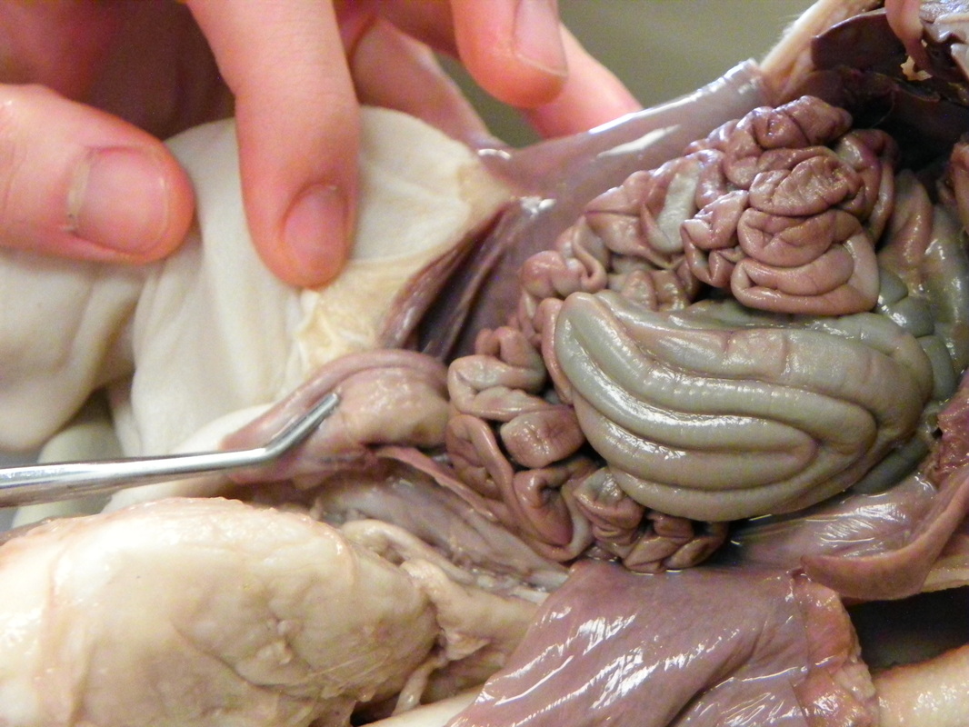Urinary Bladder - Dissection of a Fetal Pig